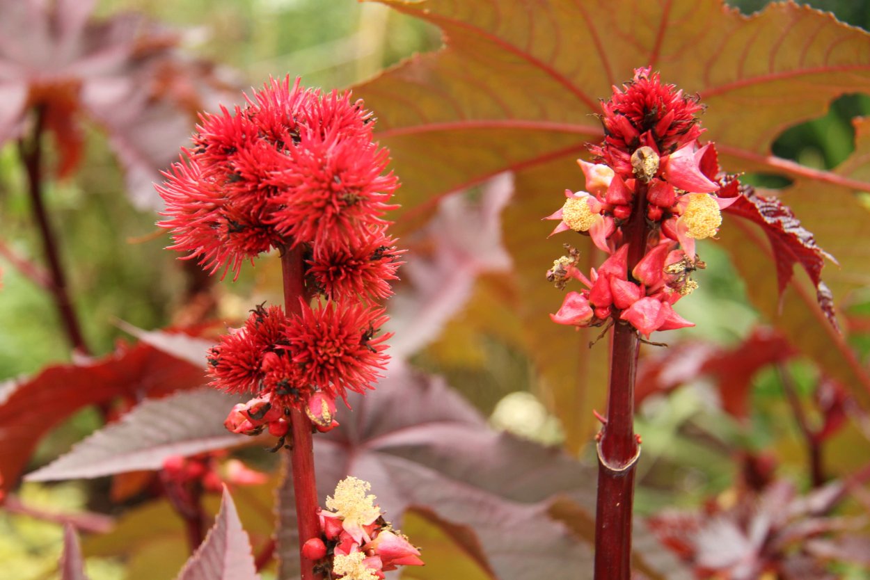 Клещевина Ricinus communis