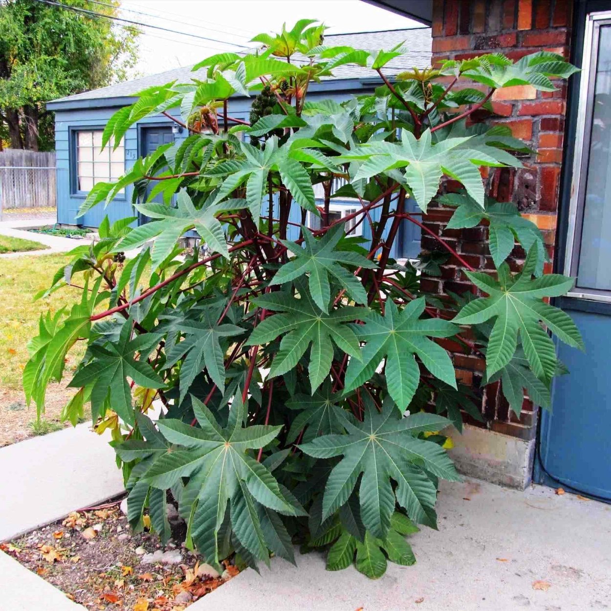 Клещевина обыкновенная