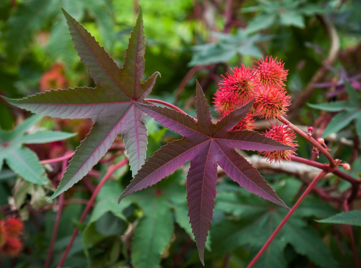 Клещевина Ricinus communis