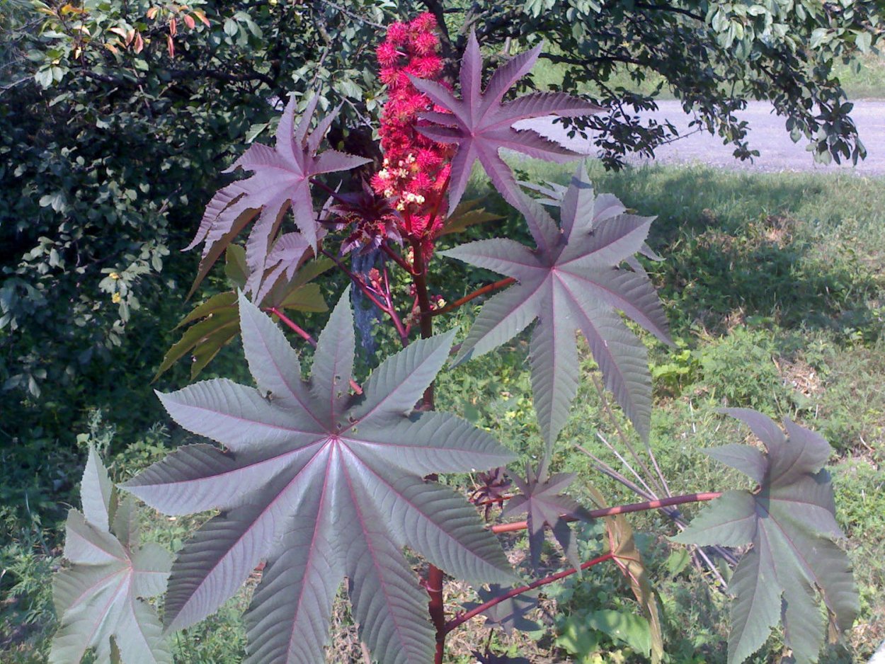 Клещевина обыкновенная ядовитое