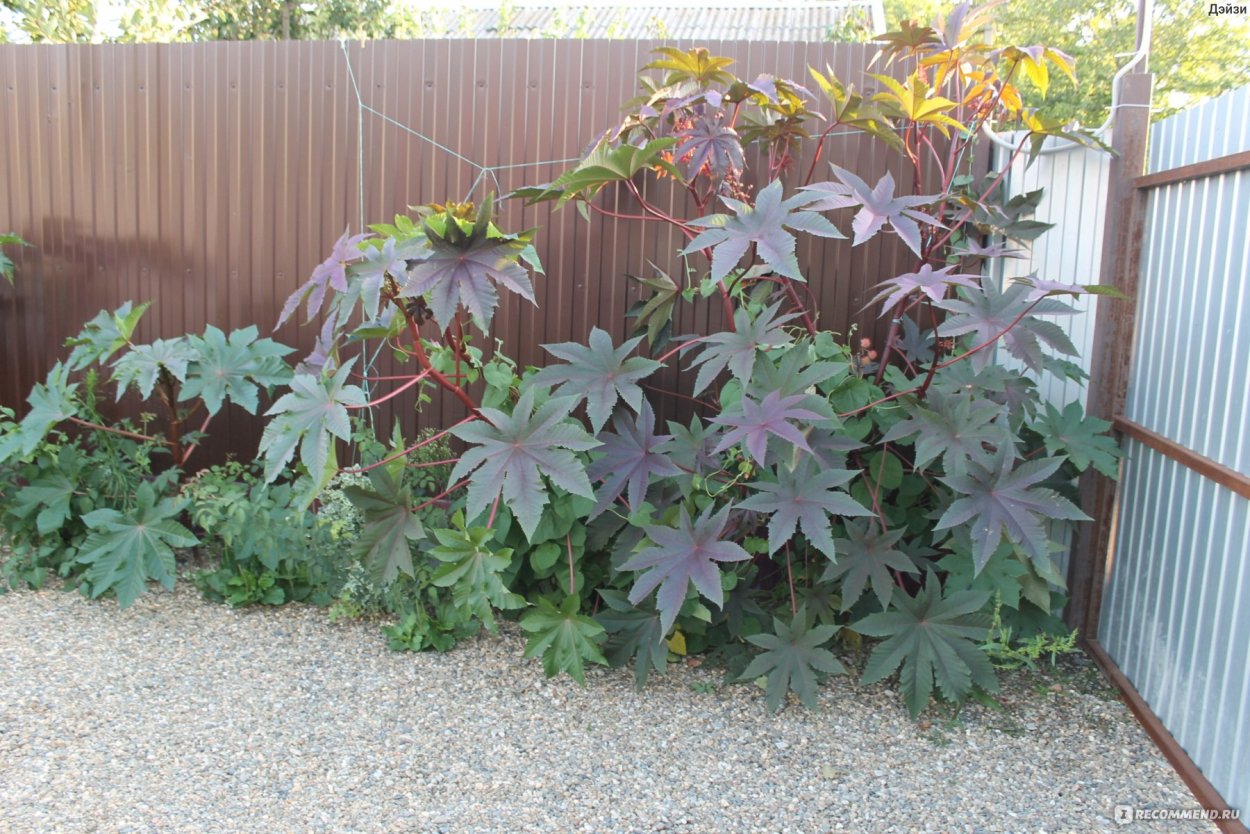 Клещевина Ricinus communis