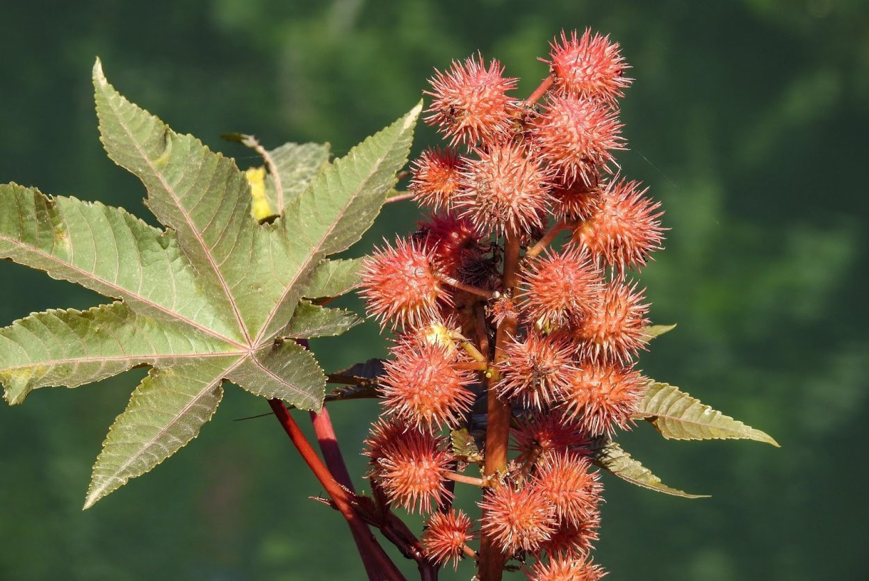Клещевина обыкновенная (Ricinus communis)
