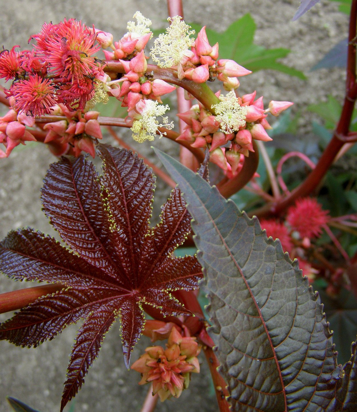 Ricinus communis