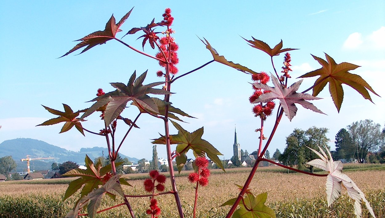 Клещевина Импала