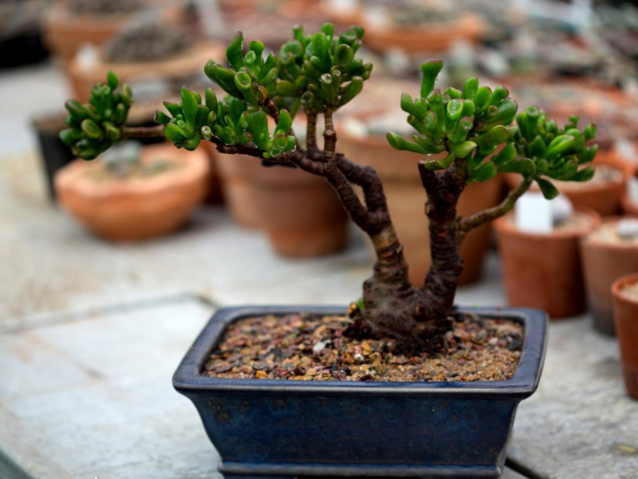 Крассула бонсай