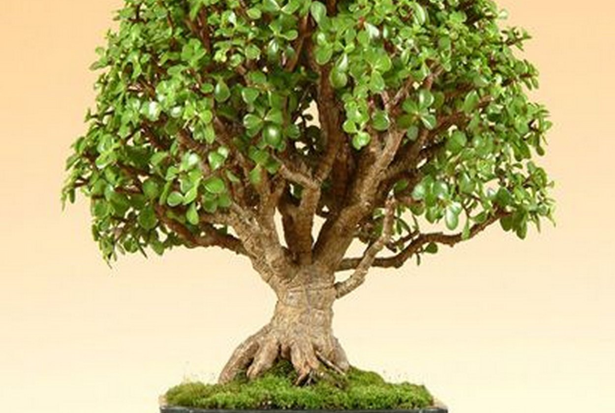 Толстянка денежное дерево