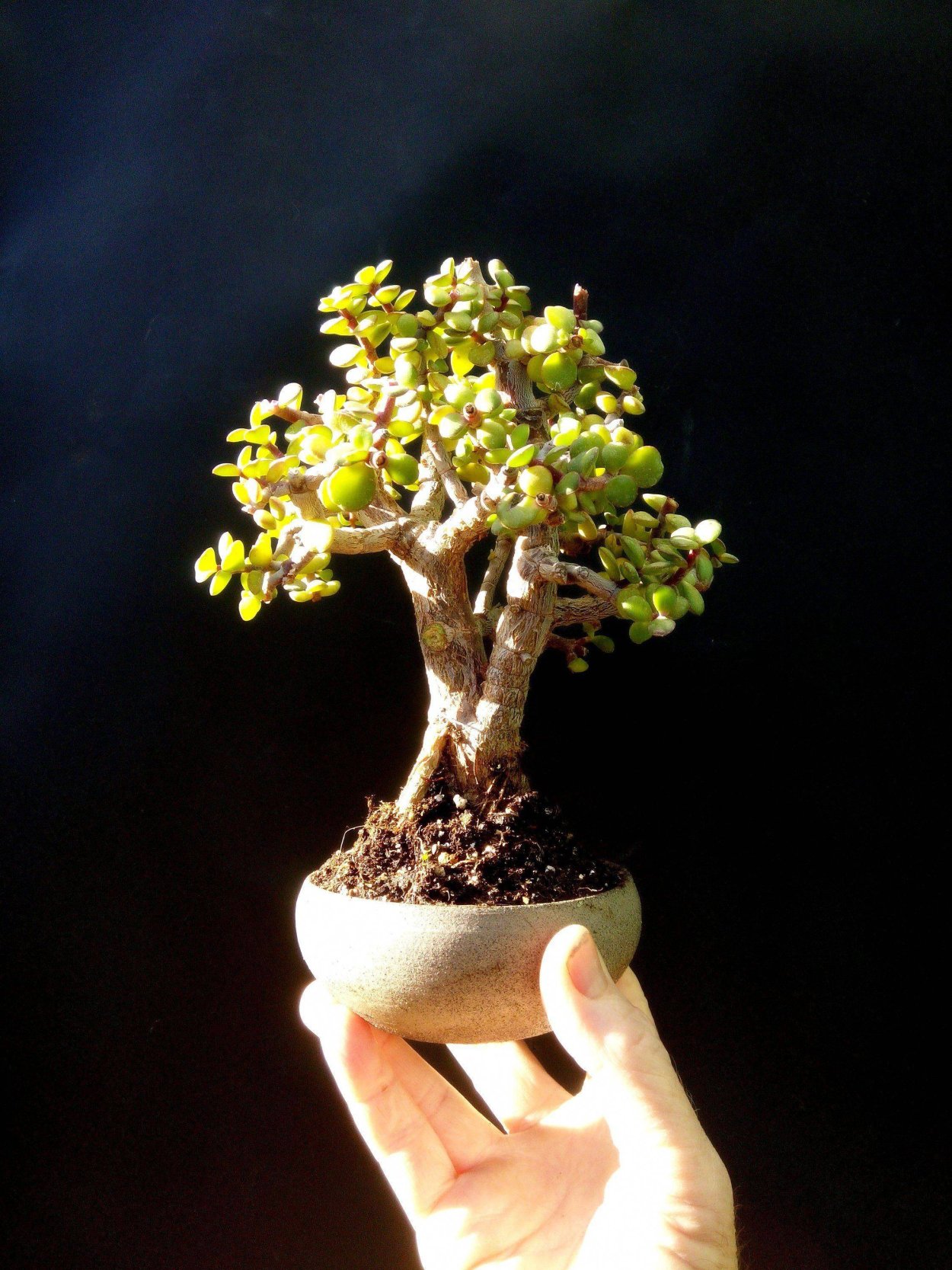 Крассула бонсай