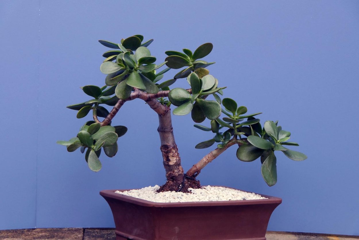 Толстянка денежное дерево