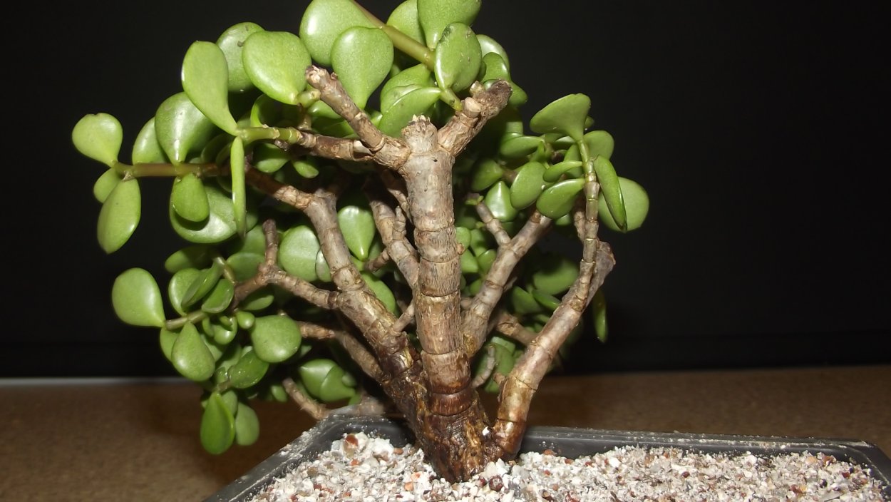 Толстянка бонсай