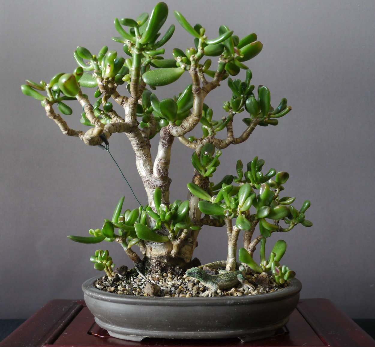 Крассула бонсай