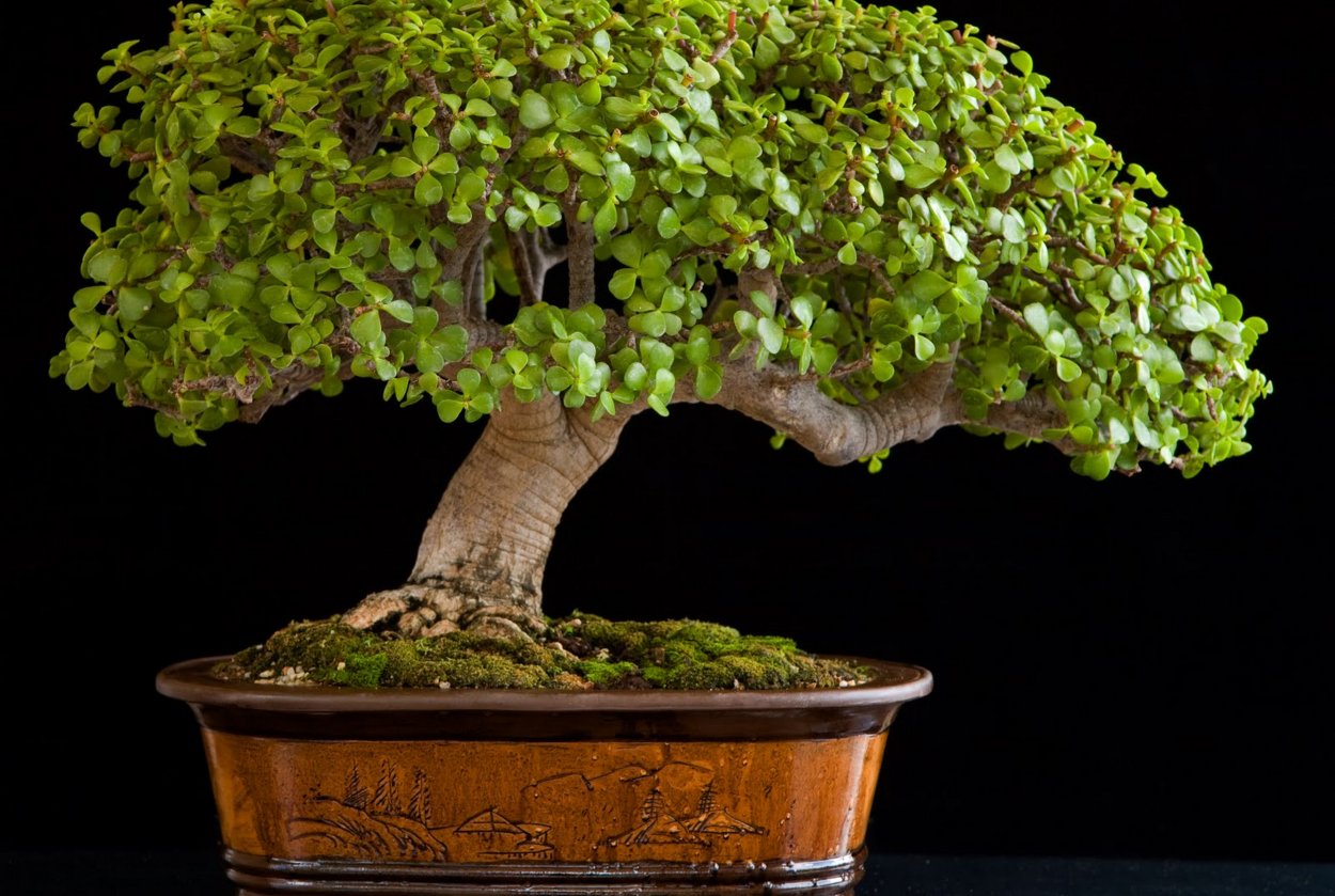 Крассула бонсай