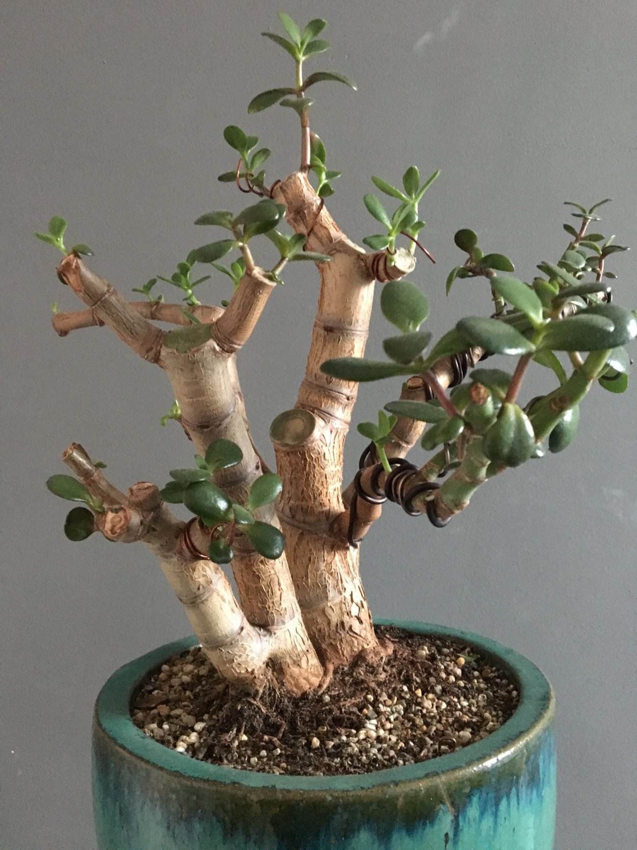 Крассула бонсай