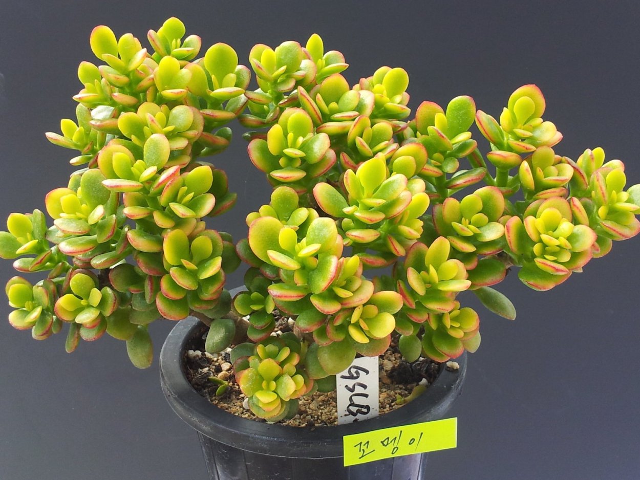 Крассула бонсай