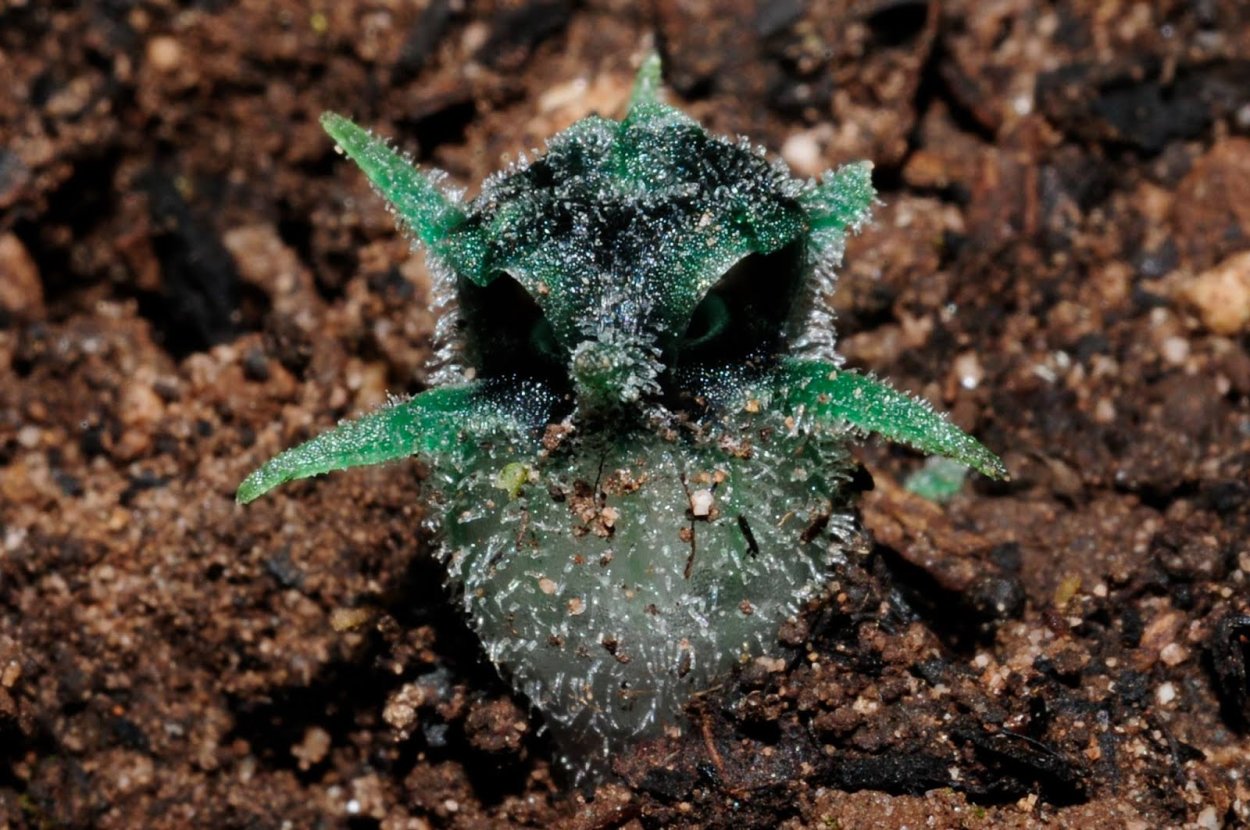 Страшные растения