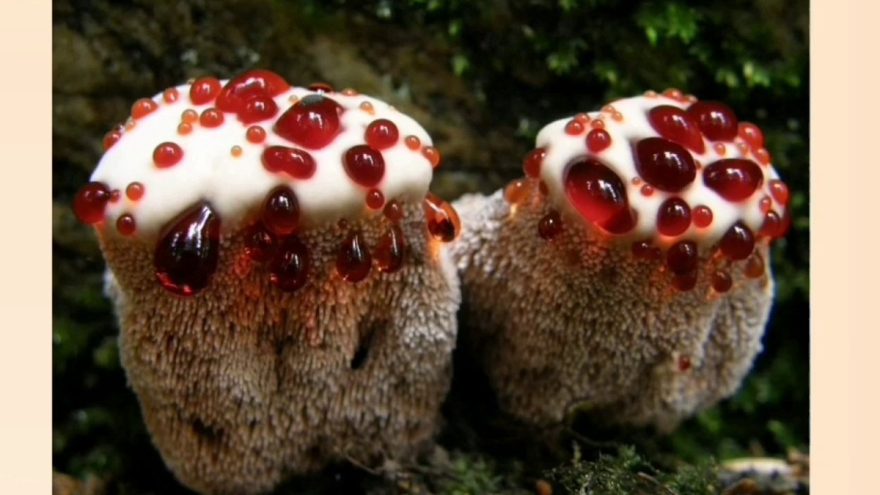 Гриб Гиднеллум Кровавый зуб