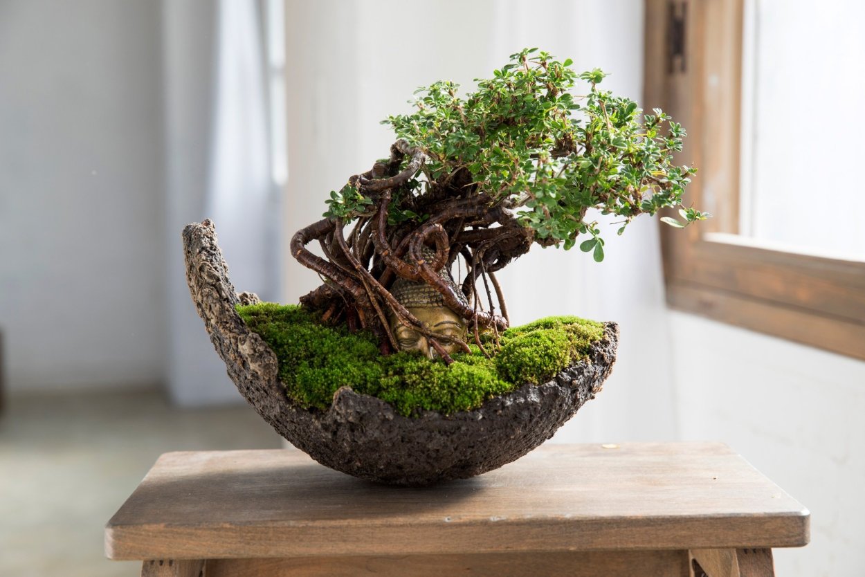 Крассула толстянка Овата