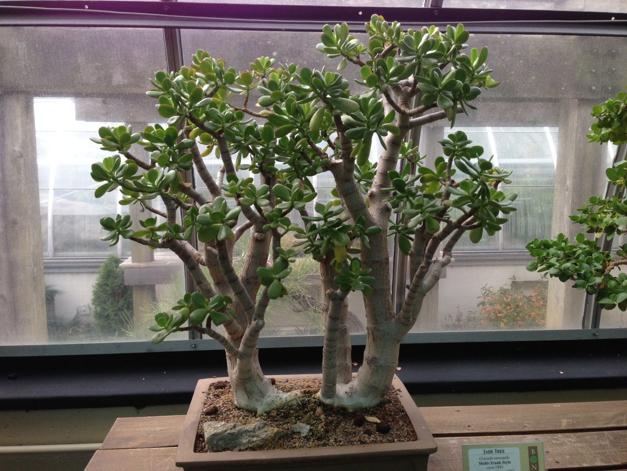 Бонсай Баньян