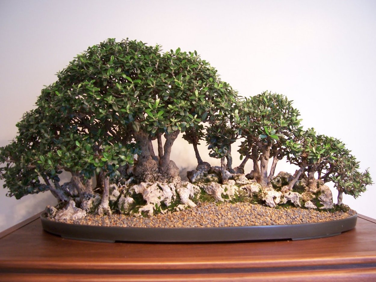 Крассула Овата бонсай