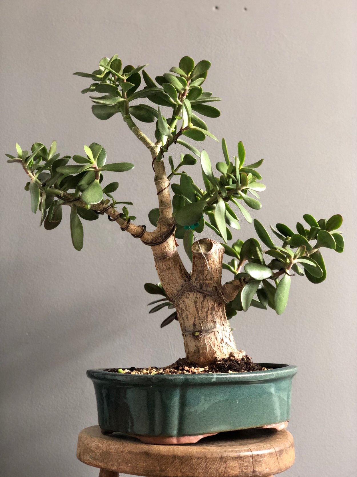 Толстянка денежное бонсай