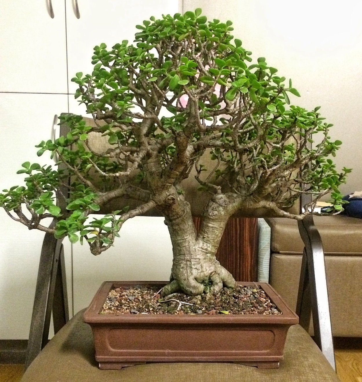 Крассула толстянка бонсай