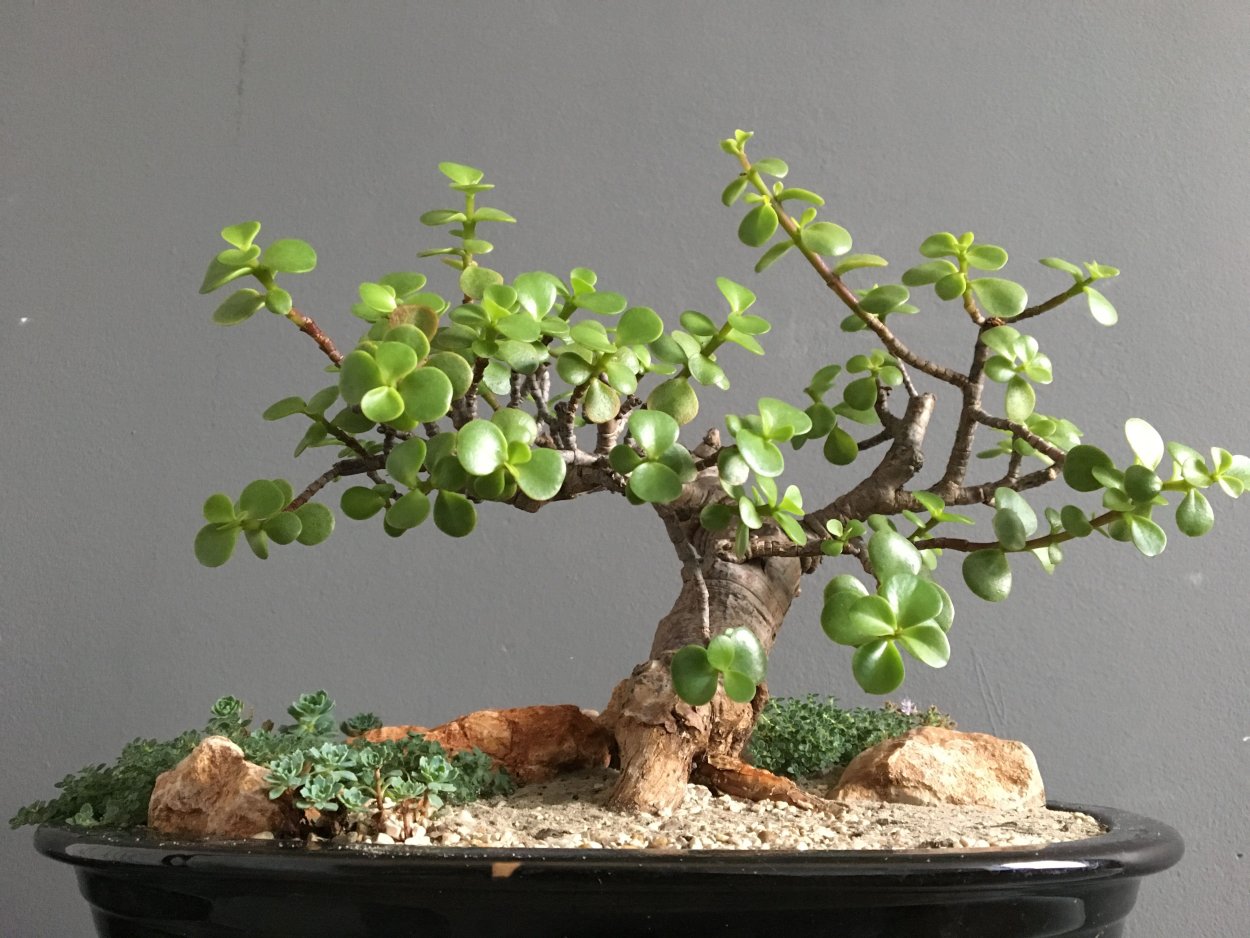 Толстянка бонсай