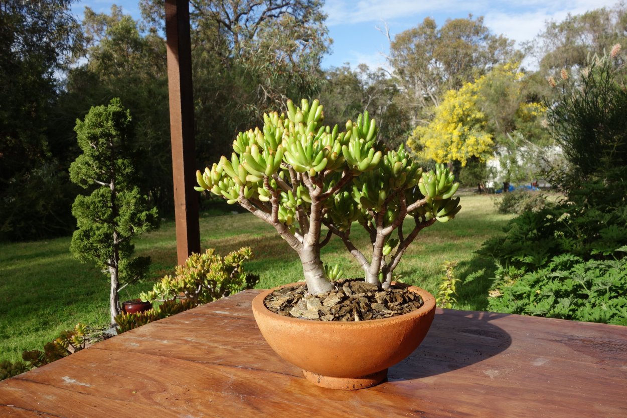 Цветок в плошке денежное