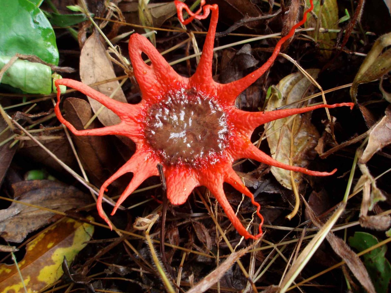 Раффлезия Арнольди цветок