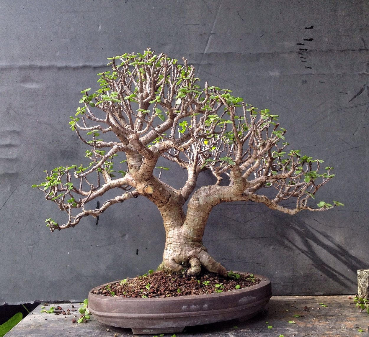 Портулакария Афра бонсай