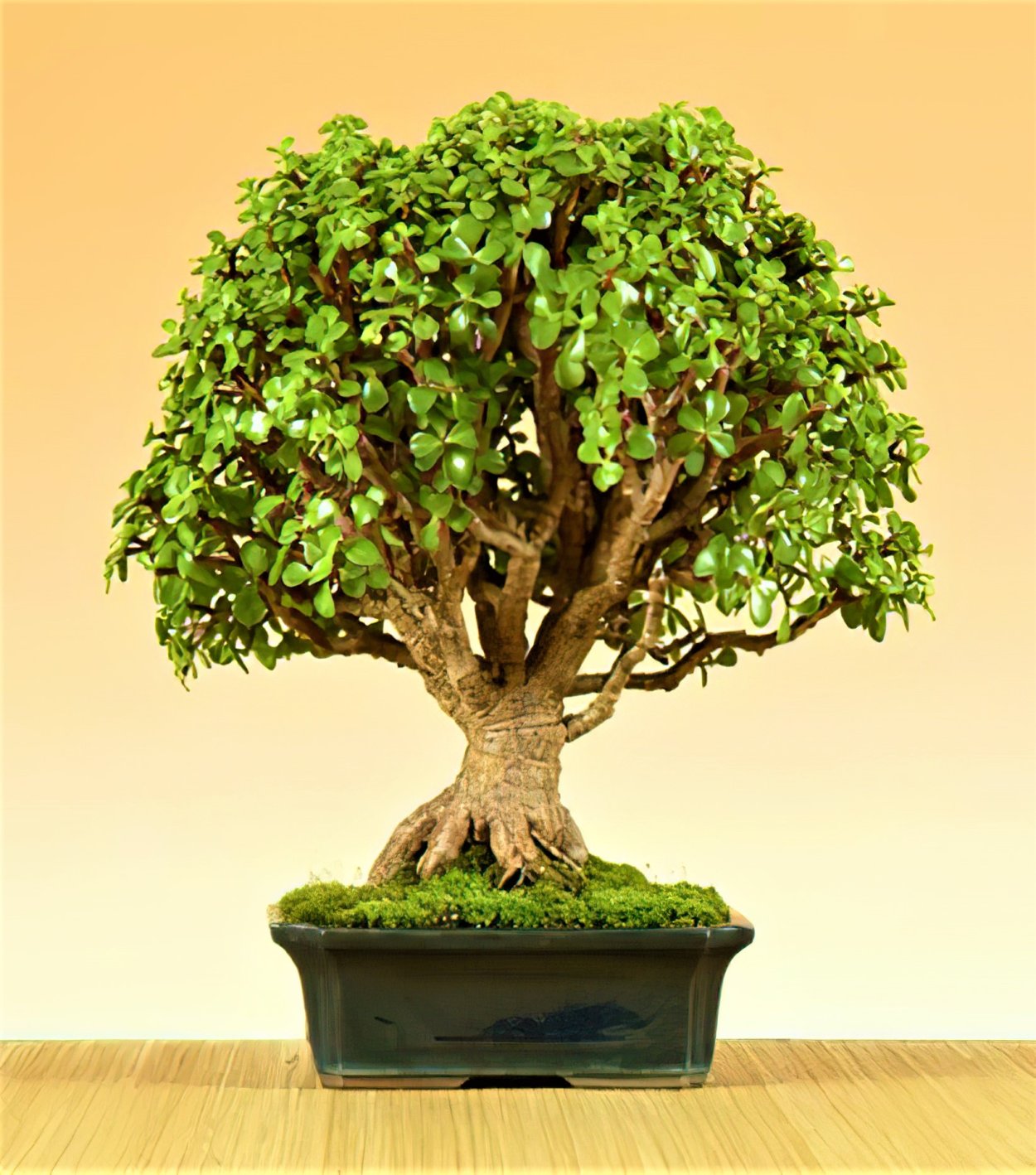 Крассула минор бонсай