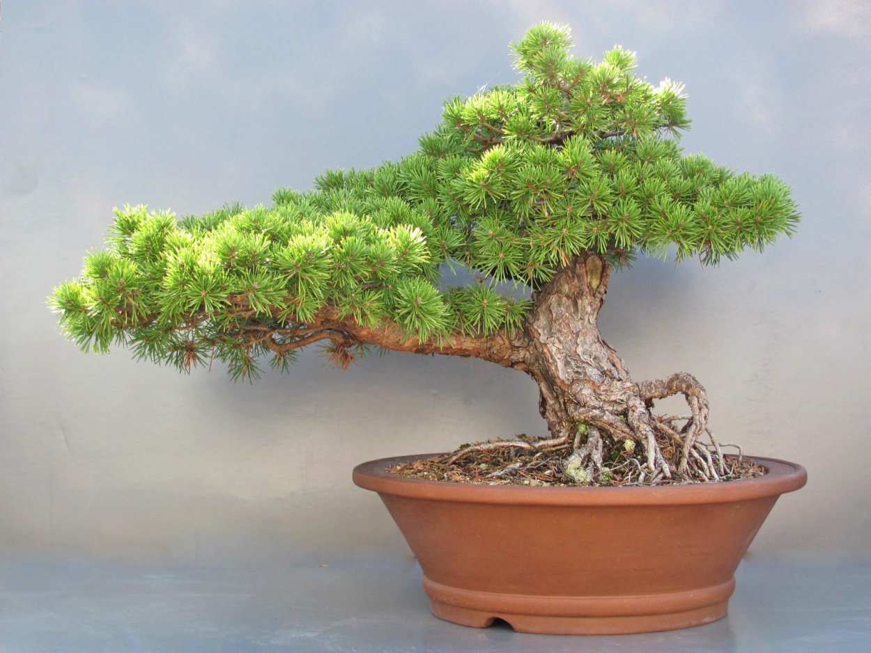 Бонсай Крассула яйцевидная