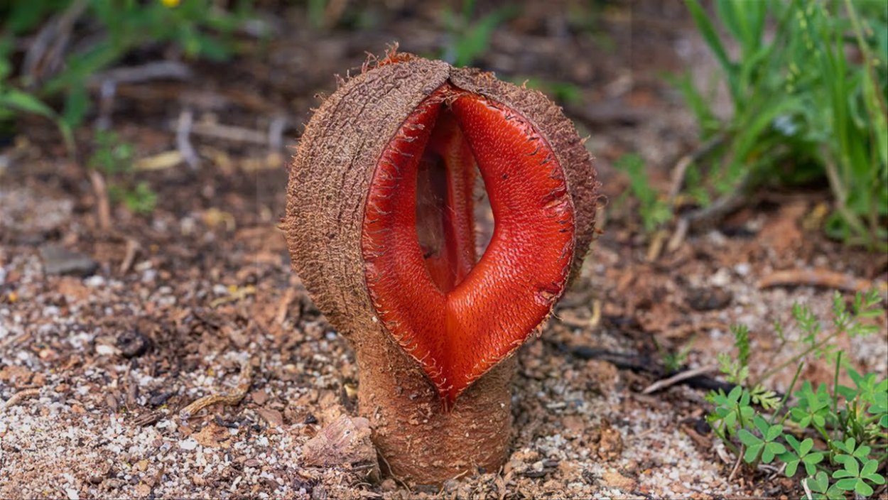 Кувшиночник непентес