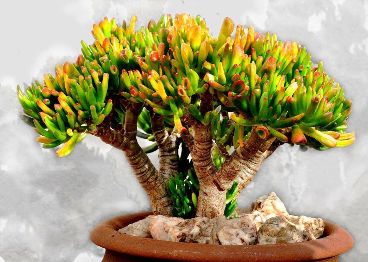 Крассула бонсай