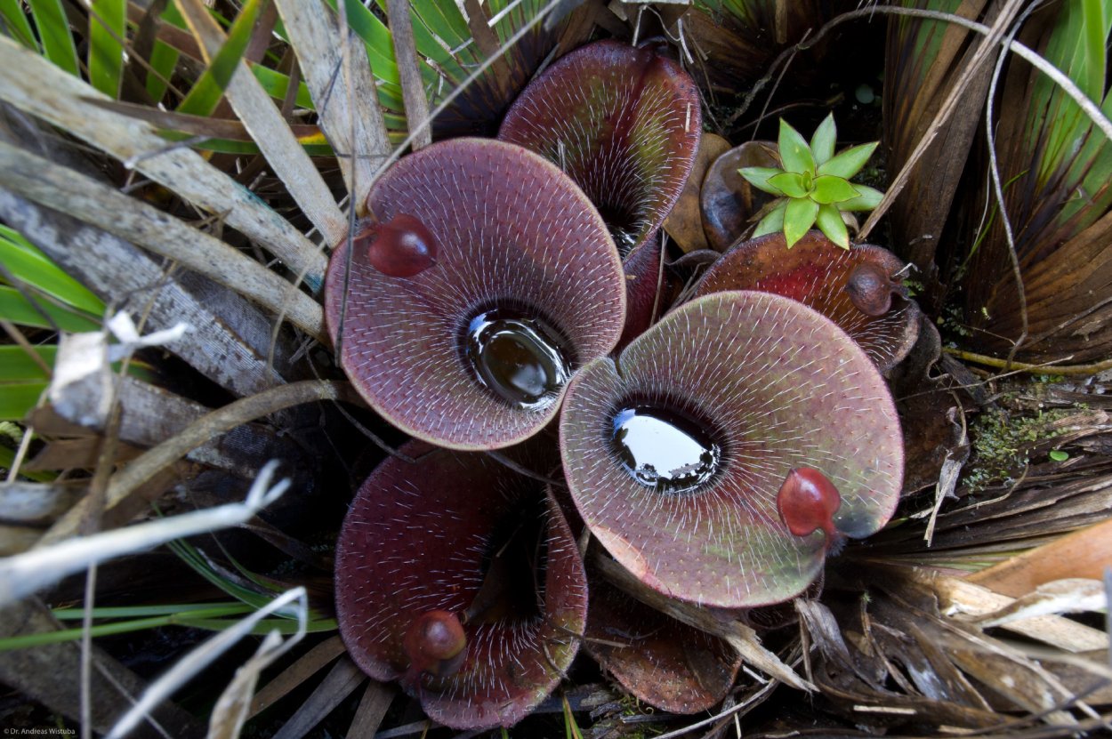 Раффлезия Арнольда