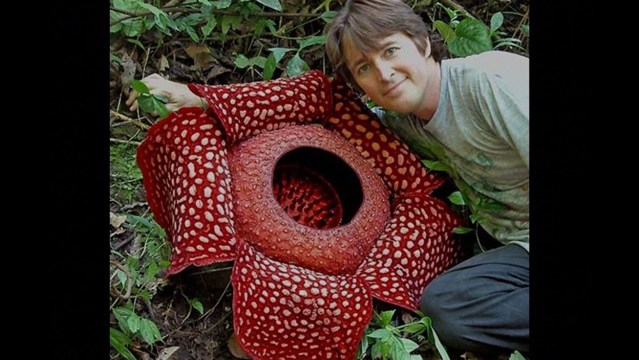 Аморфофаллус Ривера