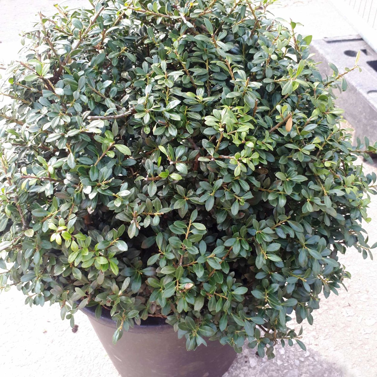 Падуб Ilex crenata