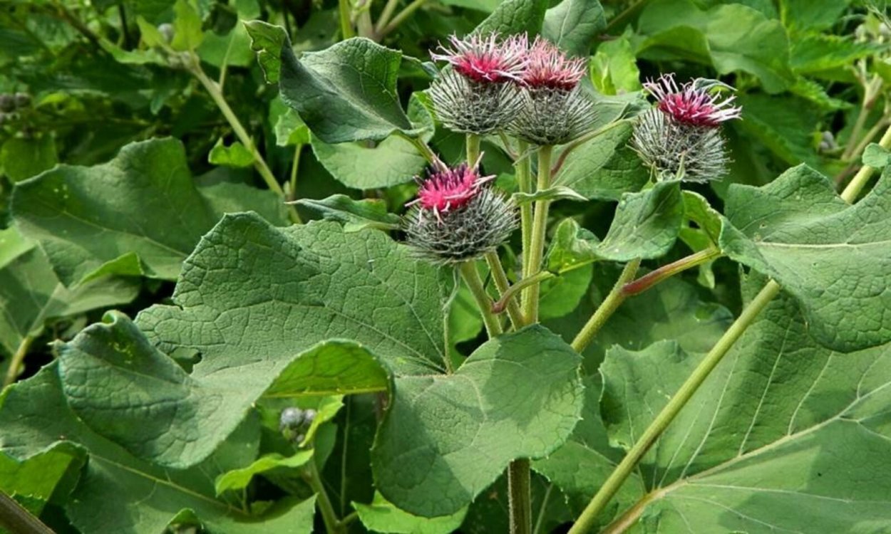 Пчела листорез