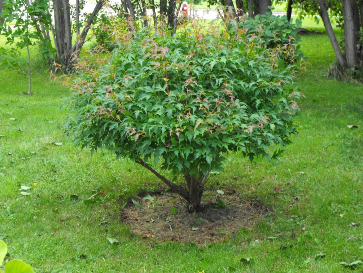 Деревья кустовидного типа