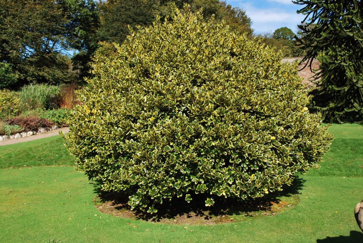 Падуб алтакларенский