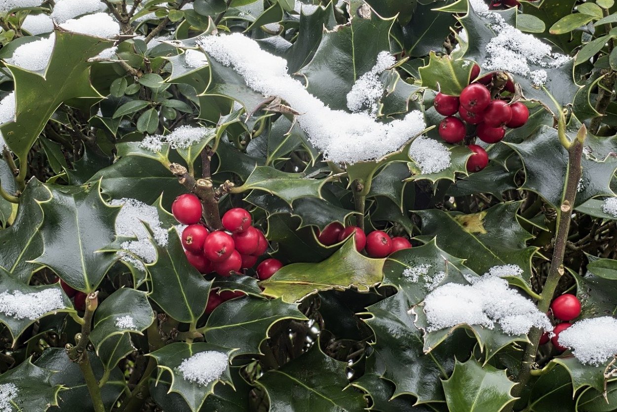 Падуб (остролист) – Holly