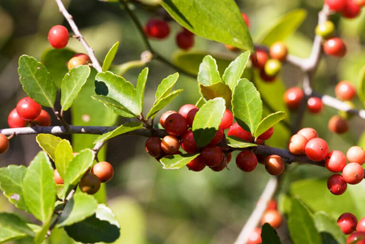 Падуб городчатый Голден джем