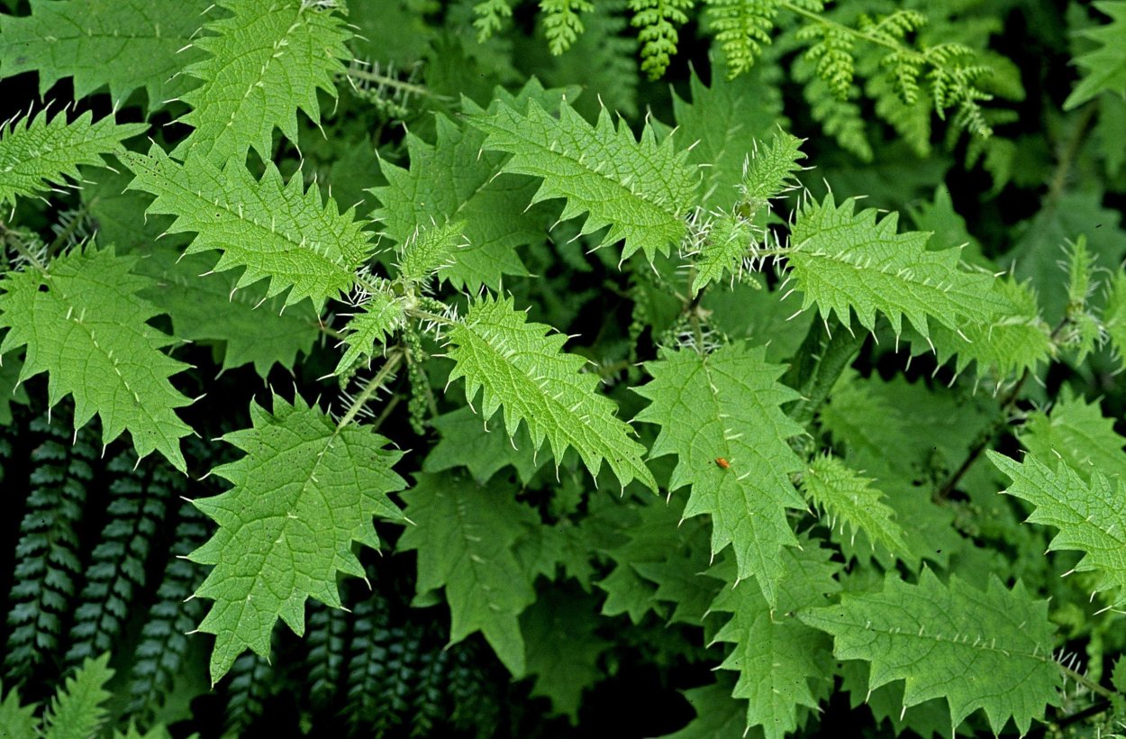 Крапива Онгаонга