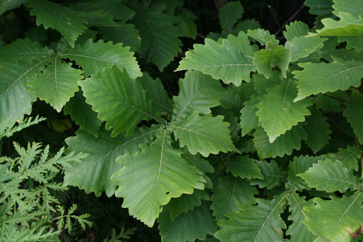 Фатсия японская Аралия