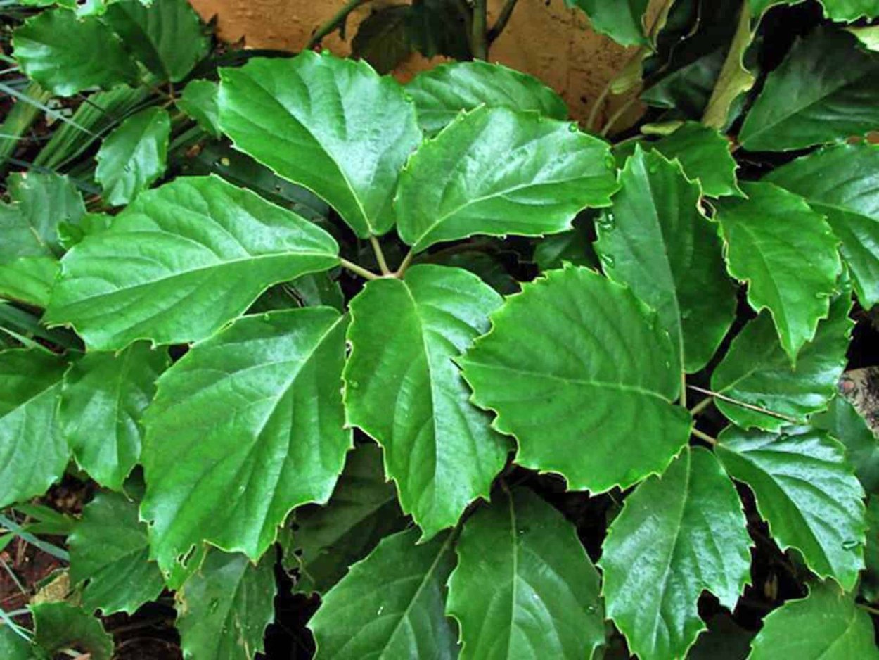 Циссус тетрастигма