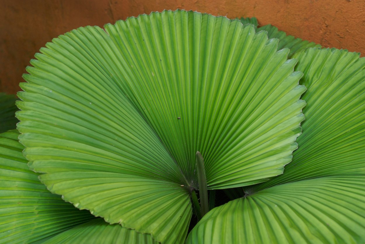 Филодендрон лацерум