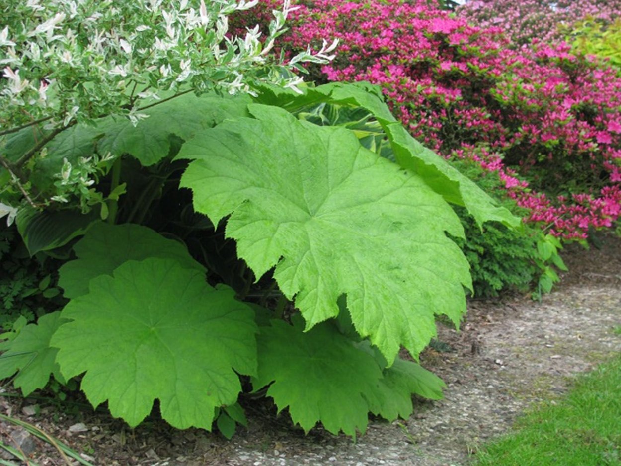 Ликуала кордата