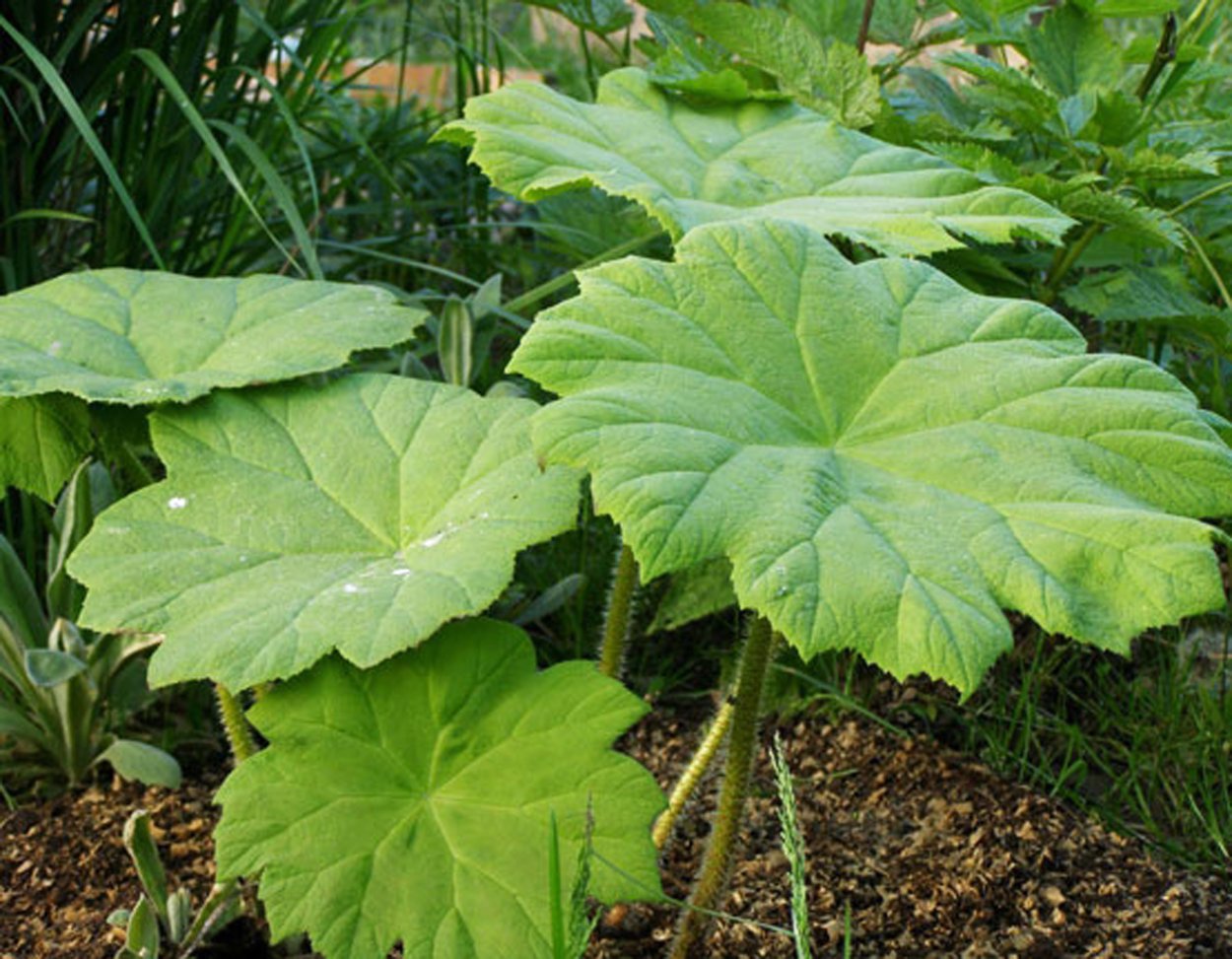 Крапива Онгаонга