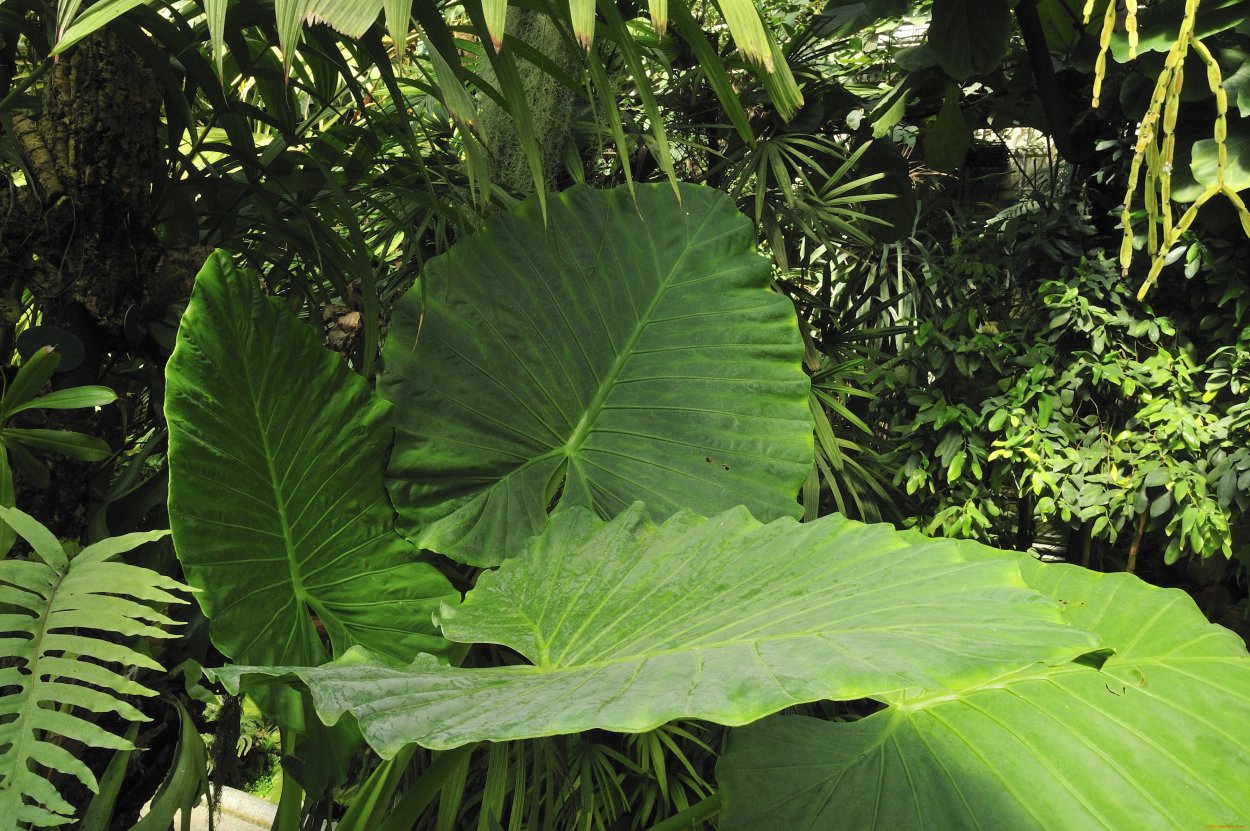 Speciosum Филодендрон