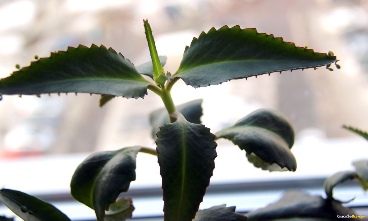 Айлант быстрорастущее дерево