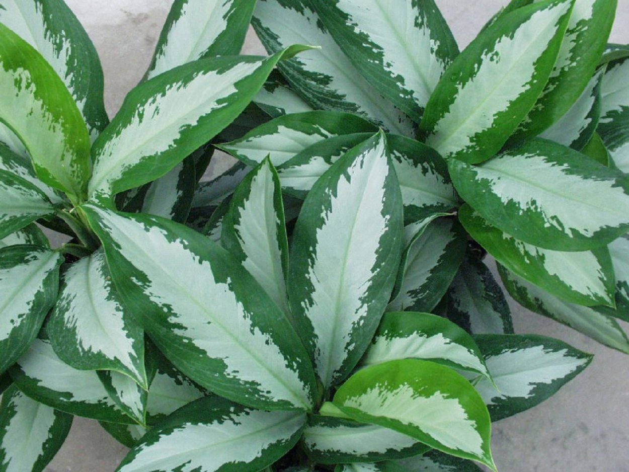 Растение с кленовыми листьями