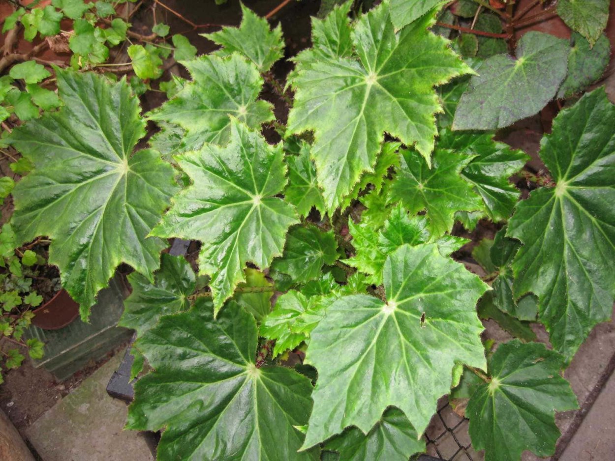 Клен ясенелистный Фламинго